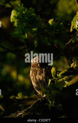 Steinkauz Athene Noctua thront in Eiche im morgendlichen Sonnenlicht, Essex, Mai Stockfoto