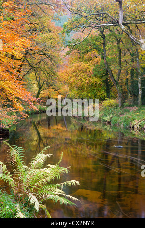 Wunderschöne Herbstfarben säumen das Ufer des Flusses Teign bei Fingle Bridge, Dartmoor National Park, Devon, England. Stockfoto