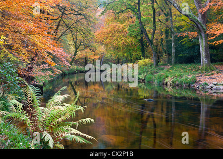 Der Fluß Teign umgeben von herbstlichen Laub, in der Nähe von Fingle Bridge im Dartmoor National Park, Devon, England. Stockfoto