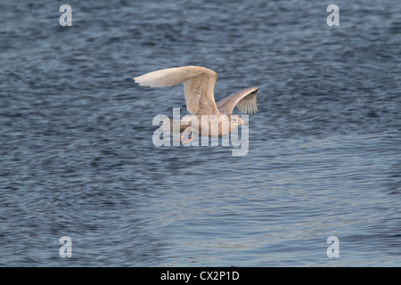 Erster winter Island Gull Larus Glaucoides, Shetland, Scotland, UK Stockfoto