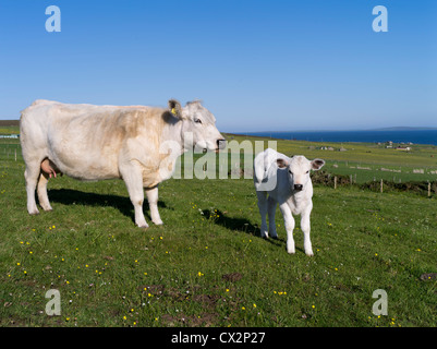 dh ANIMALS UK Charolais Cross Bred Kuh und Kalb im Feld Orhir Orkney uk Viehkühe Rinderfarm Stockfoto