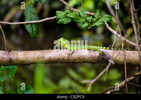 Eine weibliche grüne Basilisk Eidechse im Nationalpark von Tortuguero, Costa Rica. Stockfoto