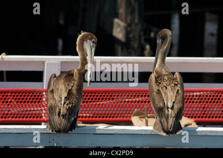 Kalifornien braune Pelikane, eine Diskussion auf der Monterey Fishermans Wharf Stockfoto