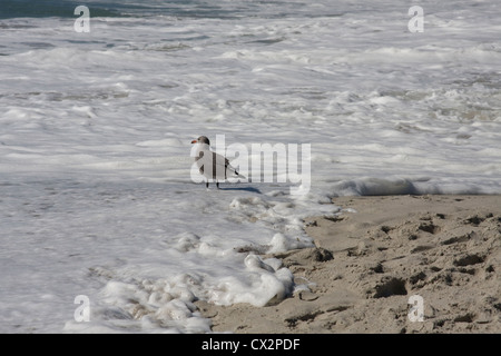 Eine junge Möwe am Strand, die seine Füße nass bekommt, während die schäumenden Wellen Kommen Sie herein. Stockfoto