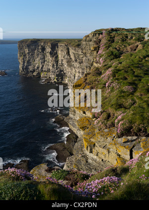 dh Marwick Kopf BIRSAY ORKNEY Thrift Blumen RSPB Vogel Natur Reserve Küste Meer Klippen schottland Kliff Rand Vögel großbritannien Stockfoto