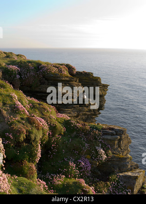 dh Marwick Head BIRSAY ORKNEY RSPB Bird Nature Reserve Fulmar Vogel brütet Klippe oben Meer rosa Blumen großbritannien felsige Vögel nisten Küste schottland Stockfoto