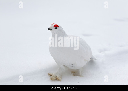 Willow Grouse Lagopus Lagopus, Gauner, männliche Wandern im Schnee März, Finnland Stockfoto