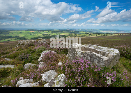 Blühende Heide auf dem Stiperstones Grat, Shropshire, England. (August) im Sommer 2012. Stockfoto