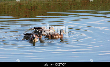 Eine kleine Herde von Enten in einem Teich schwimmen. Stockfoto