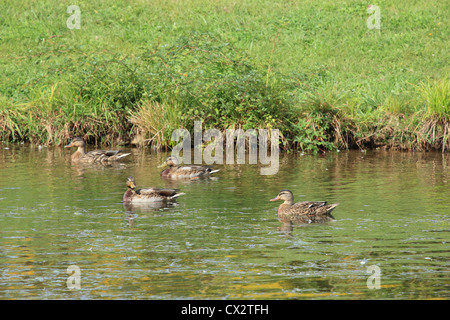 Eine kleine Herde von Mallard Enten auf dem Teich. Stockfoto