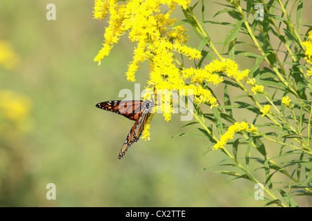 Monarch-Schmetterling auf einer Pflanze Goldrute. Stockfoto