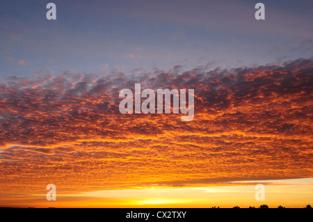 Altocumulus "Makrele Himmel" bei Sonnenaufgang. Stockfoto