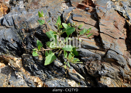 Geglaubt, den Speer zu sein-leaved Melde/Atriplex Hastata. Junge Blätter hat und Essen gekocht werden. Stockfoto