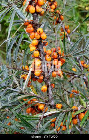Die essbare Früchte gelb-Orange Sanddorn [Hippophae Rhamnoides]. Stockfoto