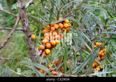 Die essbare Früchte gelb-Orange Sanddorn [Hippophae Rhamnoides]. Stockfoto