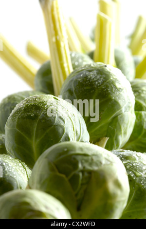 Rosenkohl - hoher Auflösung Stockfoto