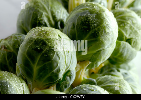 Rosenkohl - hoher Auflösung Stockfoto