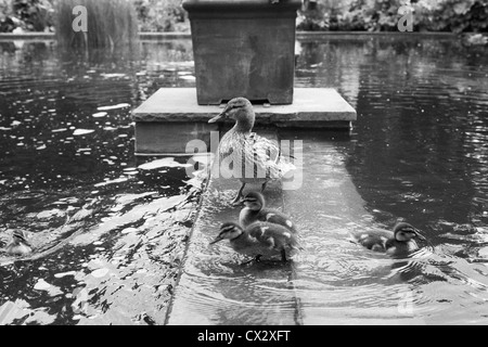 Mutter Ente wacht über ihre Jungen in einem Bach im Park Planten un Blomen in Hamburg, Deutschland. Stockfoto