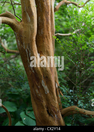 dh chilenischen Myrte Luma Apiculata Baumrinde Stamm Stockfoto