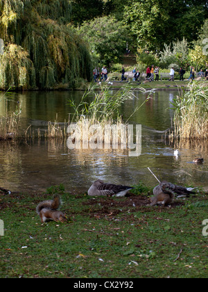 Eichhörnchen und Enten im St. James Park, City of Westminster, London, England, Vereinigtes Königreich Stockfoto