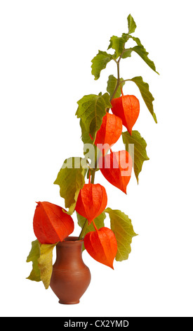 Physalis, die hellste Herbst Pflanze Zweig in einem Tontopf Stockfoto