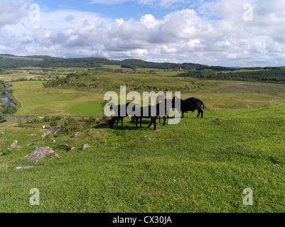 dh Kilmartin Glen DUNADD ARGYLL Black Sheep Dunadd Hillfort Crag fort Dalriada Herde Vieh schottland Stockfoto