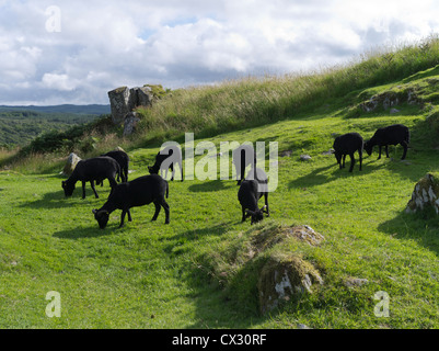 dh Kilmartin Glen DUNADD ARGYLL schwarzes Schaf Herde Dunadd Burgberg Crag Fort Dalriada Stockfoto