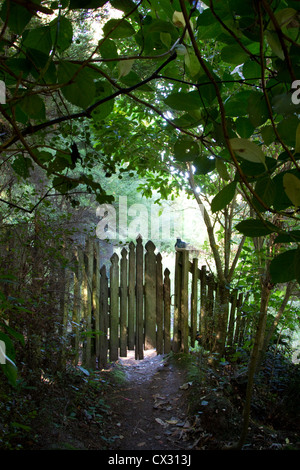 Tor zwischen Bäumen auf einem Waldweg, ruhige Natur, Zauberwald Stockfoto