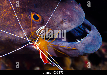 Unterwasser Meer leben, Komodo, Indonesien, Korallenriff, tropischen Riff, Muräne, Reinigung, Garnelen, Verhalten, Tauchen, Tauchen, Meer. Stockfoto