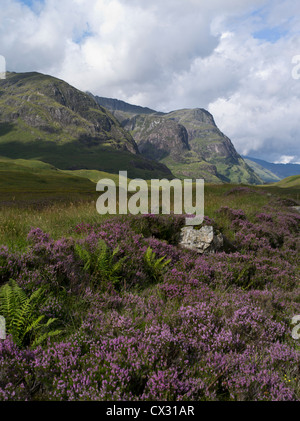 dh Three Sisters Glen COE ARGYLL Purple Heather Glen Coe Berge Beinn Fhada Gearr Aonach Aonach Dubh glencoe Schottland schottisch highlands Landschaft Stockfoto