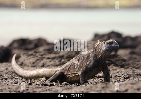 Ein Marine iguana aalt sich auf der Lava in den Galapagos Inseln Stockfoto