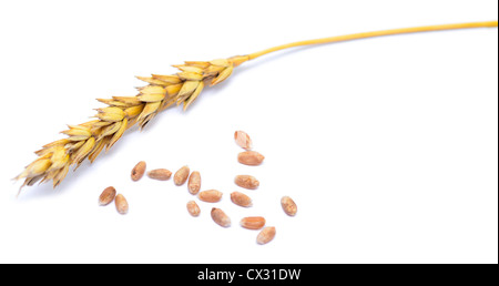 Körner und Getreide Weizen Ähre weiß Stockfoto
