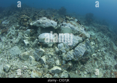 Ein dynamited Korallen Kopf mit Tote Fische auf dem Boden, zerstört durch Dynamitfischen am Rande des Komodo National Park Stockfoto