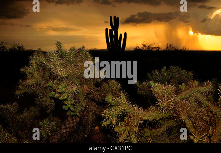 Eine Monsundusche bei Sonnenuntergang aus der Sonoran-Wüste, Sahuarita, Arizona, USA. Stockfoto