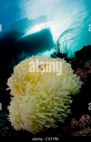 Rosa Stinktier Clownfische Anemonenfischen Amphiprion Perideraion auf gelbe Anemone auf dem Steg am Misool Stockfoto