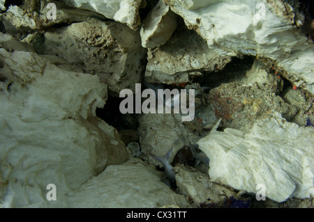 Ein dynamited Korallen Kopf mit Tote Fische auf dem Boden, zerstört durch Dynamitfischen am Rande des Komodo National Park Stockfoto
