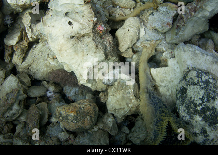 Ein dynamited Korallen Kopf mit Tote Fische auf dem Boden, zerstört durch Dynamitfischen am Rande des Komodo National Park Stockfoto