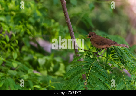 Clay farbigen Robin mit Haltung Stockfoto