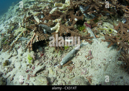 Ein dynamited Korallen Kopf mit Tote Fische auf dem Boden, zerstört durch Dynamitfischen am Rande des Komodo National Park Stockfoto