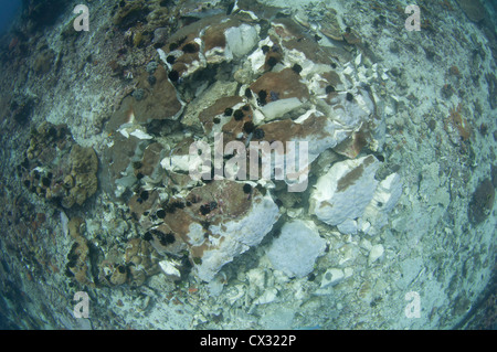 Ein frisch dynamited Korallen Kopf mit mehrere Tote Fische liegend auf dem Boden, zerstört durch Dynamitfischen am Stadtrand von Stockfoto