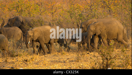 Elefanten im Busch mopani Stockfoto