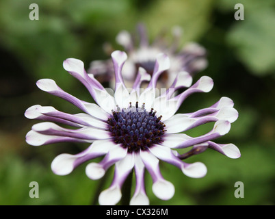 Eine Blume mit gewellten Blütenblättern. Stockfoto