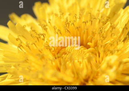 Nahaufnahme einer gelben Löwenzahn Blume auf dunklem Hintergrund Stockfoto