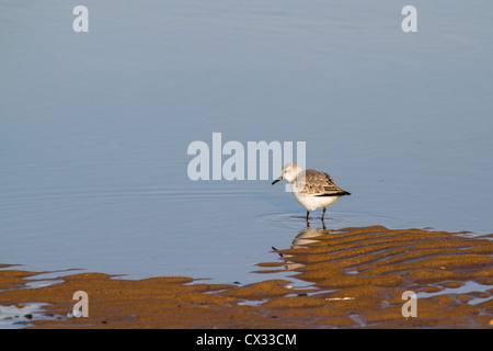 Sanderling (Calidris Alba) auf der Suche nach Nahrung an der Küste Stockfoto