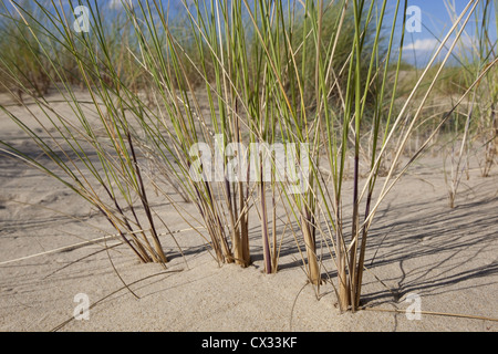 Dünengebieten Grass Ammophila Arenaria auf Holkham Dünen Norfolk Stockfoto