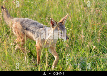 Black-backed Schakal zu Fuß durch den Rasen Stockfoto