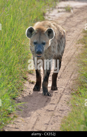 Gefleckte Hyäne bei einem Spaziergang Stockfoto