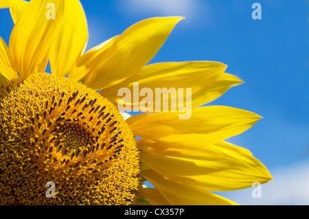 Schöne gelbe Sonnenblume vor dem Himmelshintergrund Stockfoto