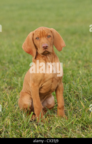 kurzhaarigen Magyar Vizsla Welpen Stockfoto