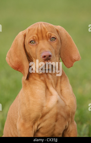 kurzhaarigen Magyar Vizsla Welpen Stockfoto